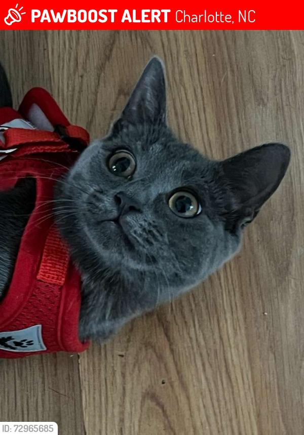 Lost Female Cat last seen Near hogans way ct, Charlotte, NC 28269