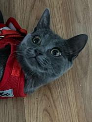 Lost Female Cat last seen Near hogans way ct, Charlotte, NC 28269