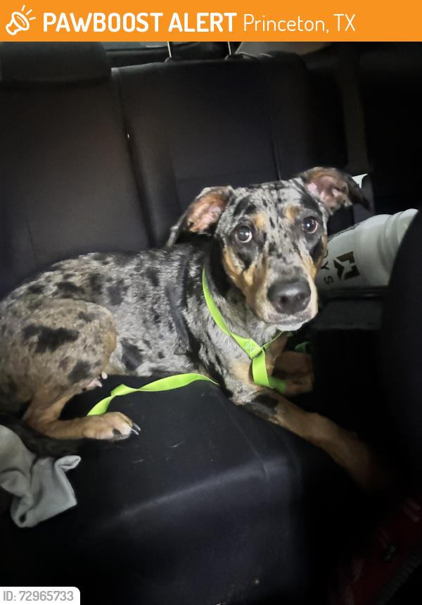 Found/Stray Female Dog last seen Princeton Texas near highland park trailhead / bridge , Princeton, TX 75407