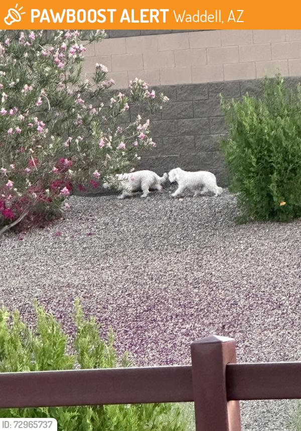 Found/Stray Unknown Dog last seen Cotton Olive , Waddell, AZ 85355