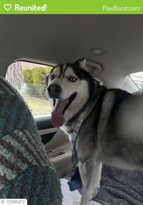 Reunited Male Dog last seen Cortner and Andy , Cerritos, CA 90703