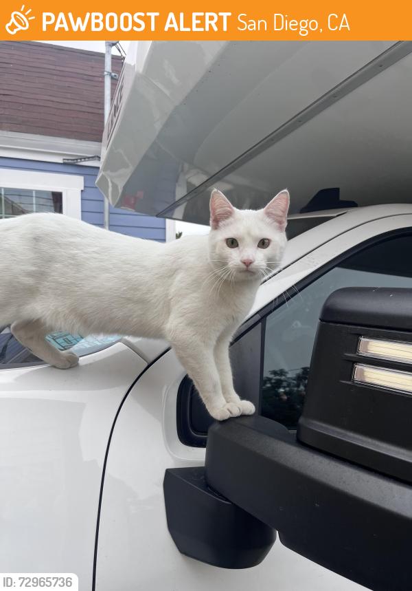 Found/Stray Unknown Cat last seen Near Landis St, San Diego, CA 92105
