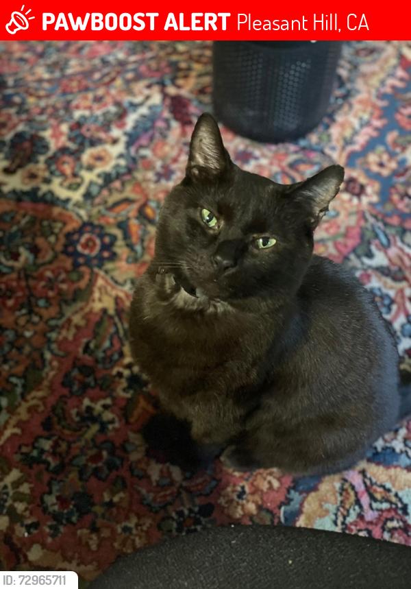Lost Male Cat last seen Oakpark Blvd and Whittier, Pleasant Hill, CA 94523