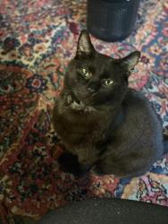 Lost Male Cat last seen Oakpark Blvd and Whittier, Pleasant Hill, CA 94523