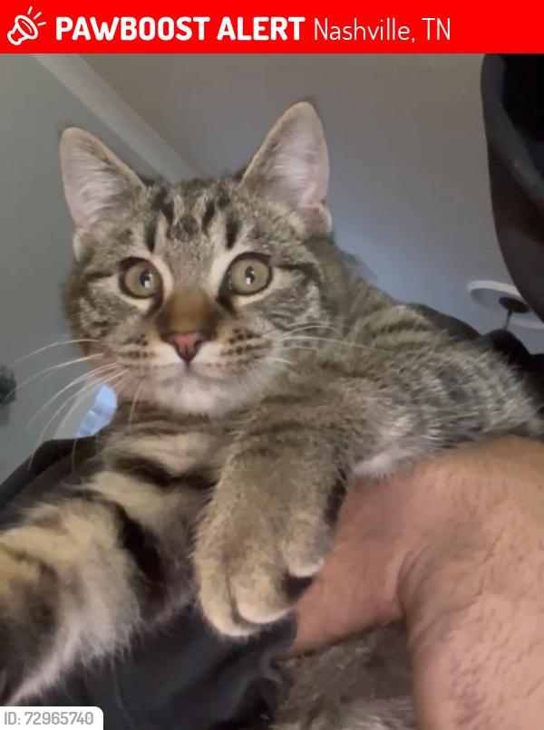 Lost Male Cat last seen hidden creek drive, Nashville, TN 37013