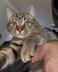 Lost Male Cat last seen hidden creek drive, Nashville, TN 37013