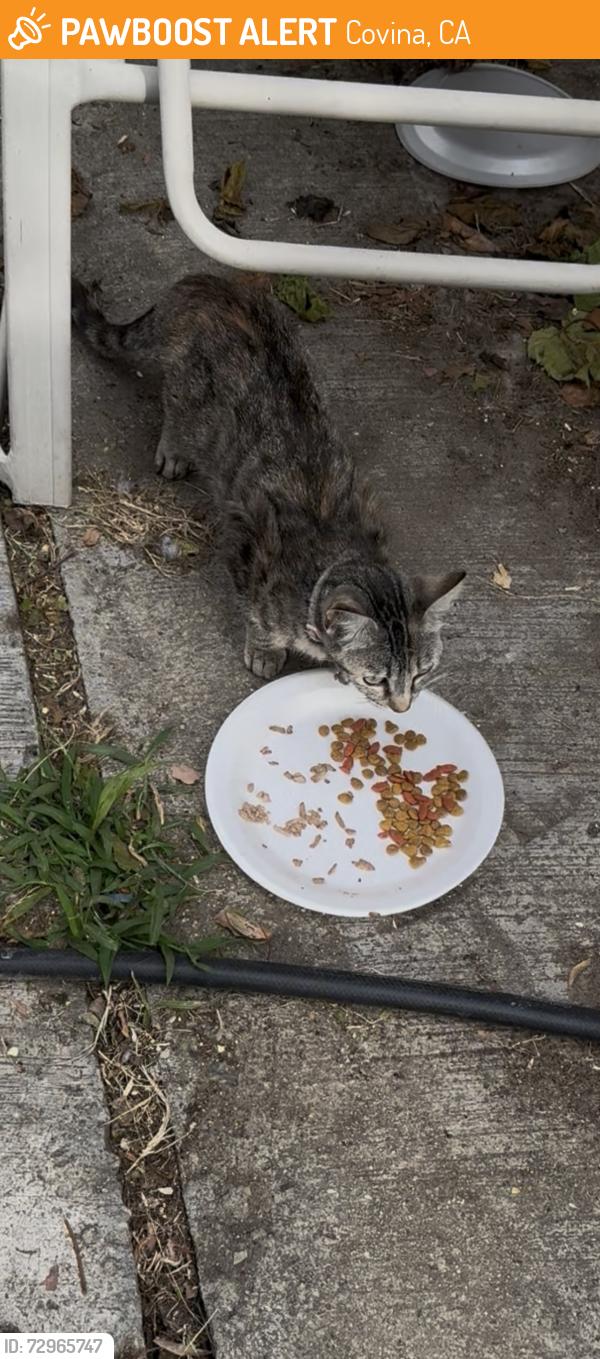 Found/Stray Female Cat last seen Groverdale Enid, Covina, CA 91722