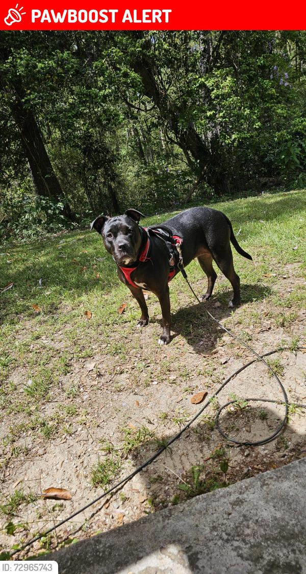 Lost Female Dog last seen Cox Rd, West Chester Township, OH 45069
