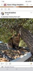 Lost Female Cat last seen in alpine village apmts , Alpine, CA 91901