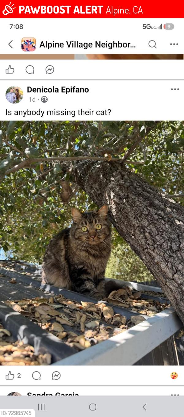 Lost Female Cat last seen in alpine village apmts , Alpine, CA 91901
