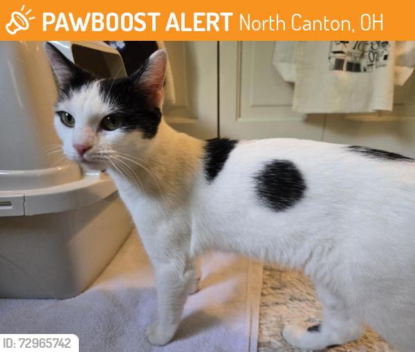 Found/Stray Female Cat last seen Portage St NW and Lake O' Springs Ave, North Canton, OH 44720