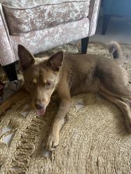Found/Stray Female Dog last seen Sw 117th st and sw 136th st, Richmond Heights, FL 33186