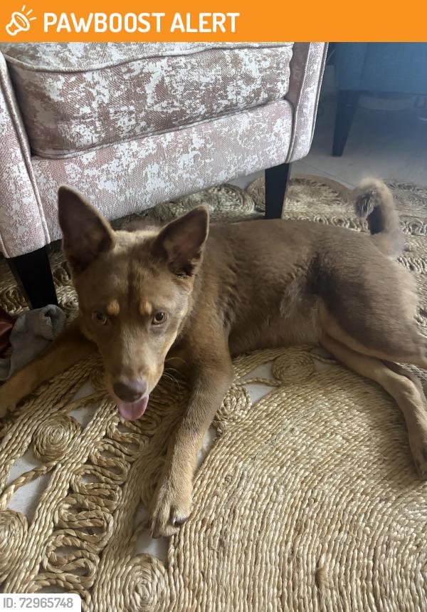 Found/Stray Female Dog last seen Sw 117th st and sw 136th st, Richmond Heights, FL 33186