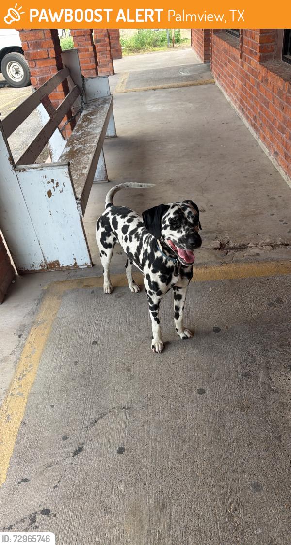 Found/Stray Male Dog last seen Daycare, Palmview, TX 78572
