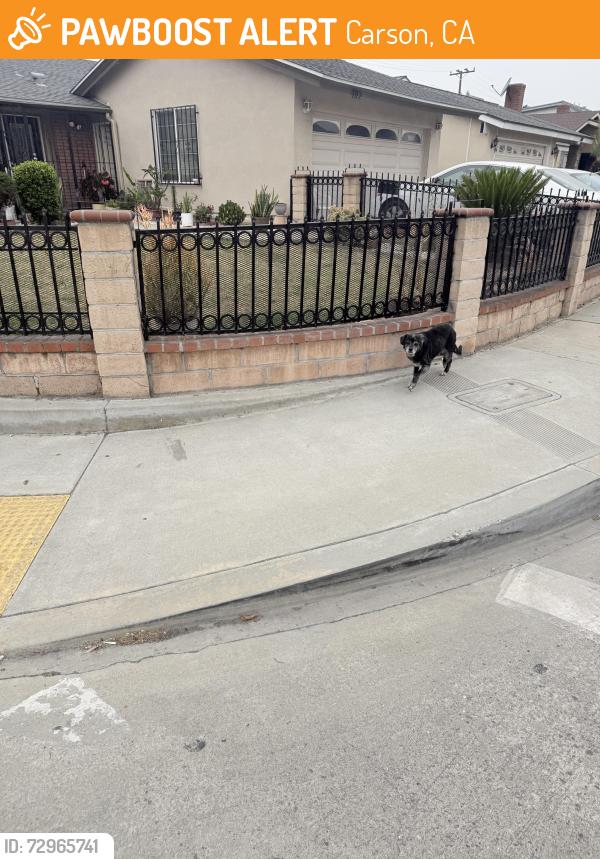 Found/Stray Male Dog last seen Main St, Carson, CA 90745