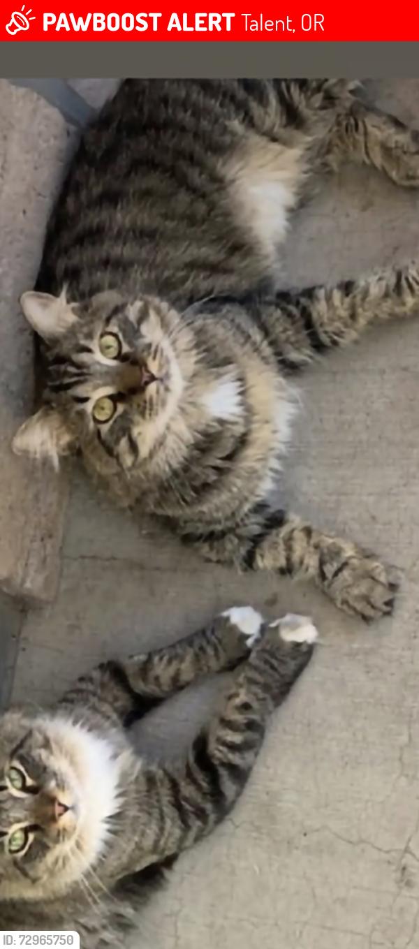 Lost Male Cat last seen Talent near frost lane or Elk and 99 medford, Talent, OR 97540