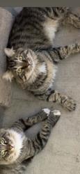 Lost Male Cat last seen Talent near frost lane or Elk and 99 medford, Talent, OR 97540