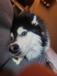 Reunited Male Dog last seen Spring Ave , Sioux Falls, SD 57104