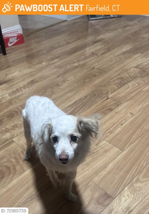 Found/Stray Female Dog last seen Stratford rd towards Villa ave, Fairfield, CT 06825