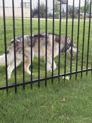 Found/Stray Unknown Dog last seen Galm Road, San Antonio, TX 78253