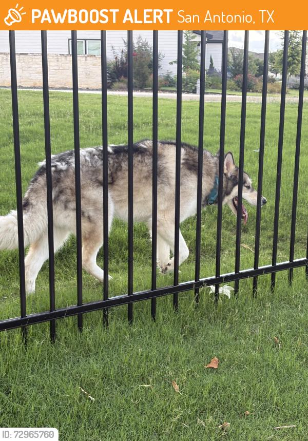 Found/Stray Unknown Dog last seen Galm Road, San Antonio, TX 78253