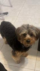 Lost Male Dog last seen Near sw 107 ave, Miami, FL 33173