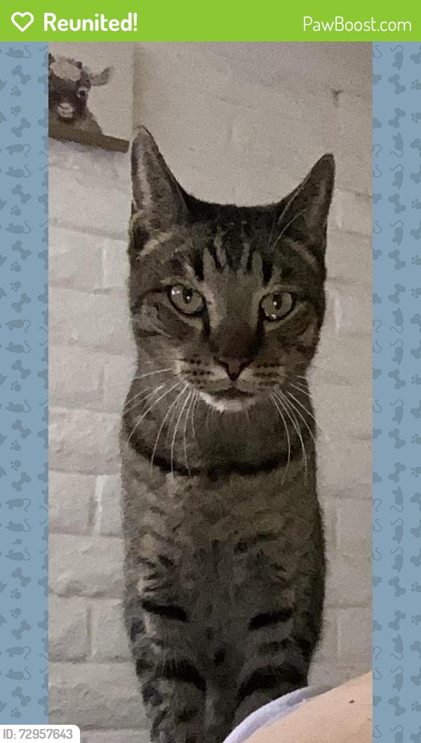 Reunited Male Cat last seen Victoria Drive and Champlain , Tucson, AZ 85730