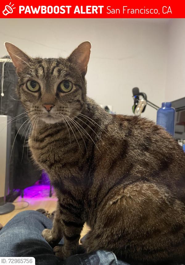 Lost Male Cat last seen Lombard and Powell behind the ping pong shop., San Francisco, CA 94133