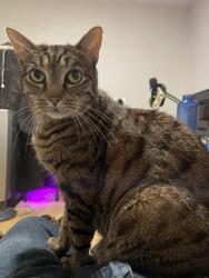 Lost Male Cat last seen Lombard and Powell behind the ping pong shop., San Francisco, CA 94133