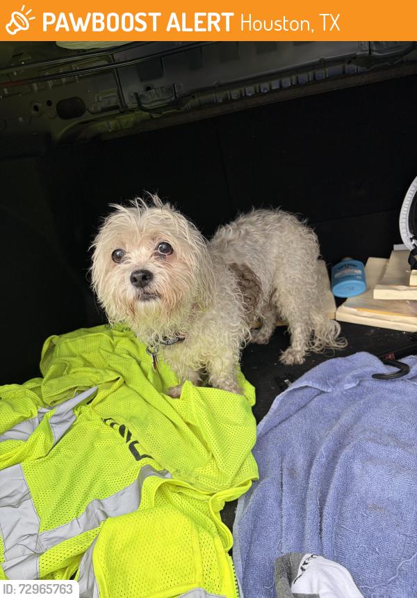 Found/Stray Unknown Dog last seen Near Hollister St Houston, TX  77040 United States, Houston, TX 77040