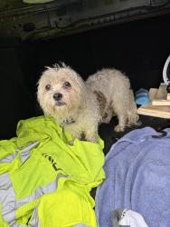 Found/Stray Unknown Dog last seen Near Hollister St Houston, TX  77040 United States, Houston, TX 77040