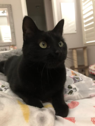 Reunited Female Cat last seen Berra blvd Tooele, Tooele, UT 84074