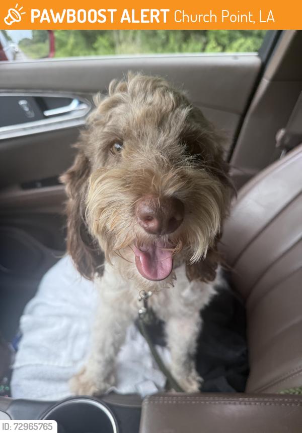 Found/Stray Male Dog last seen Church Point Piggly Wiggly, Church Point, LA 70525