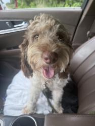 Found/Stray Male Dog last seen Church Point Piggly Wiggly, Church Point, LA 70525