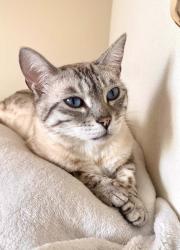 Lost Female Cat last seen Near Frazell Rd area, Hilliard, OH 43026