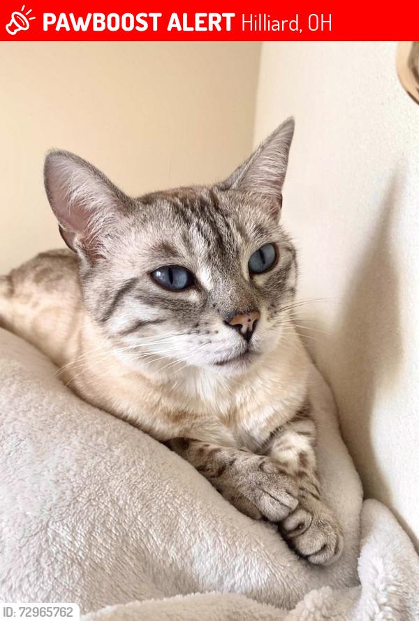 Lost Female Cat last seen Near Frazell Rd area, Hilliard, OH 43026