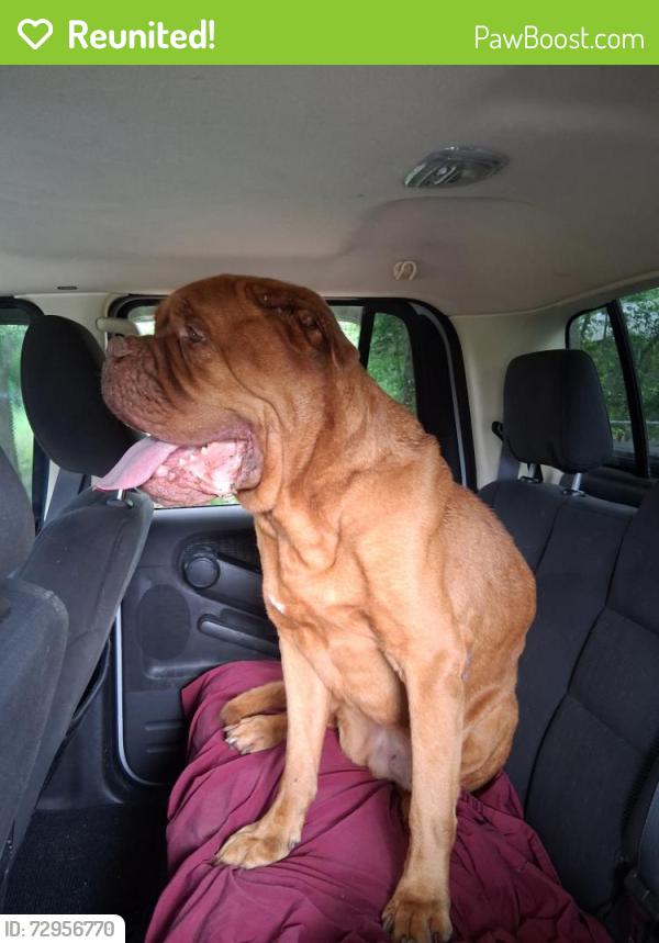Reunited Male Dog last seen Pace Blvd and Moreno St , Pensacola, FL 32505