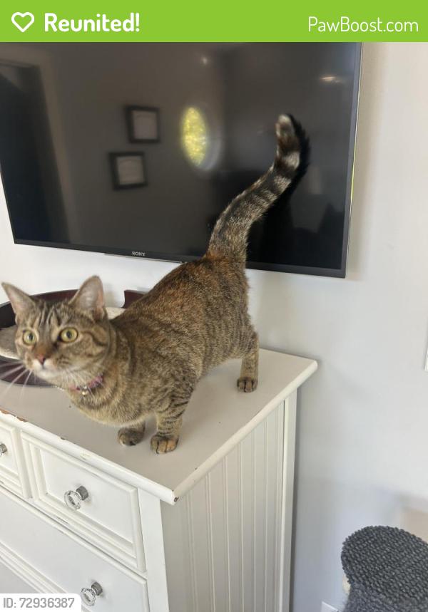 Reunited Female Cat last seen Harkless & PicWic, Syracuse, IN 46567