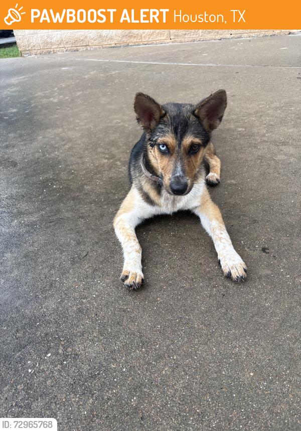 Found/Stray Female Dog last seen Denver harbor multi service center, Houston, TX 77020