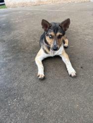 Found/Stray Female Dog last seen Denver harbor multi service center, Houston, TX 77020