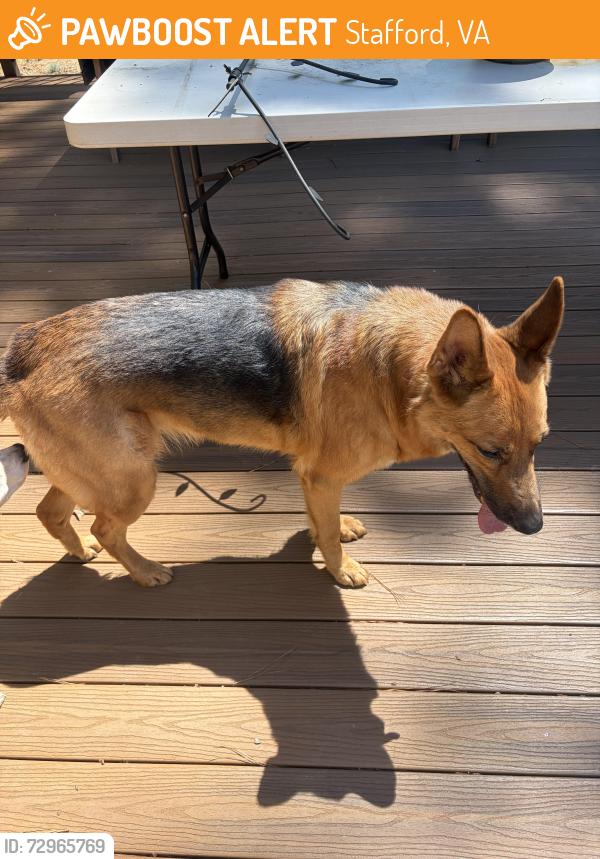 Found/Stray Unknown Dog last seen Autumn Dr, Stafford, VA 22556