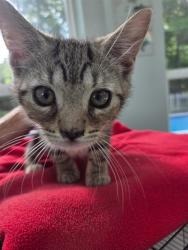 Shelter Stray Female Cat last seen Near BLOCK COUNTRY CLUB DR, TALLAHASSEE FL 32301, Tallahassee, FL 32311