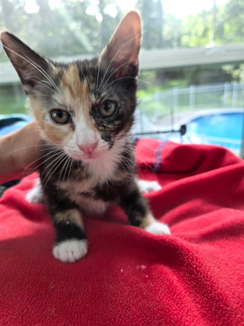 Shelter Stray Female Cat last seen Near BLOCK COUNTRY CLUB DR, TALLAHASSEE FL 32301, Tallahassee, FL 32311