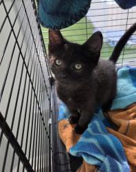 Shelter Stray Male Cat last seen Near BLOCK COUNTRY CLUB DR, TALLAHASSEE FL 32301, Tallahassee, FL 32311