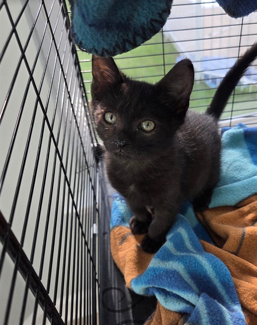 Shelter Stray Male Cat last seen Near BLOCK COUNTRY CLUB DR, TALLAHASSEE FL 32301, Tallahassee, FL 32311