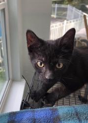 Shelter Stray Male Cat last seen Near BLOCK COUNTRY CLUB DR, TALLAHASSEE FL 32301, Tallahassee, FL 32311