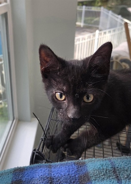 Shelter Stray Male Cat last seen Near BLOCK COUNTRY CLUB DR, TALLAHASSEE FL 32301, Tallahassee, FL 32311