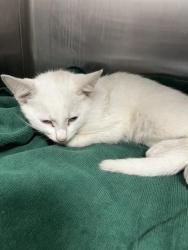 Shelter Stray Female Cat last seen Near BLOCK KRIS KEV TRL, TALLAHASSEE FL 32310, Tallahassee, FL 32311