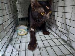 Shelter Stray Unknown Cat last seen Near BLOCK N ANDREWS AV, WILTON MANORS FL 33311, Davie, FL 33312