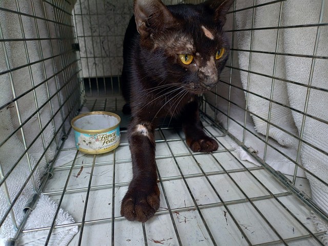 Shelter Stray Unknown Cat last seen Near BLOCK N ANDREWS AV, WILTON MANORS FL 33311, Davie, FL 33312